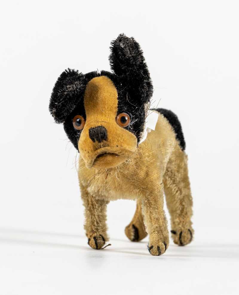 Hund Plüsch Hund mit weißem Hintergrund