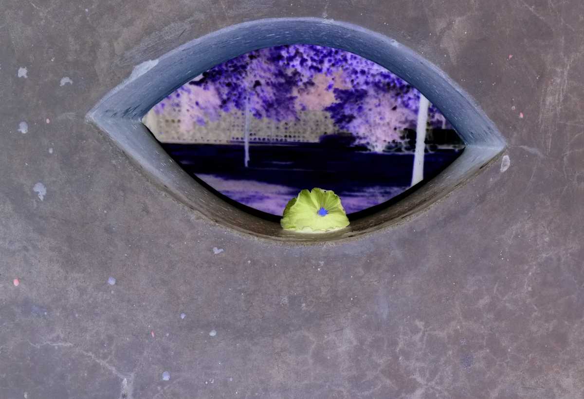 „Das blühende Auge“ „Das blühende Auge“