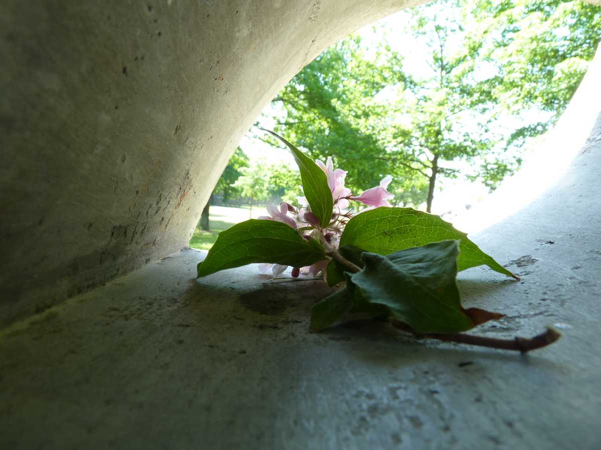 „Dschungel in Neustadt“ unbearbeitet