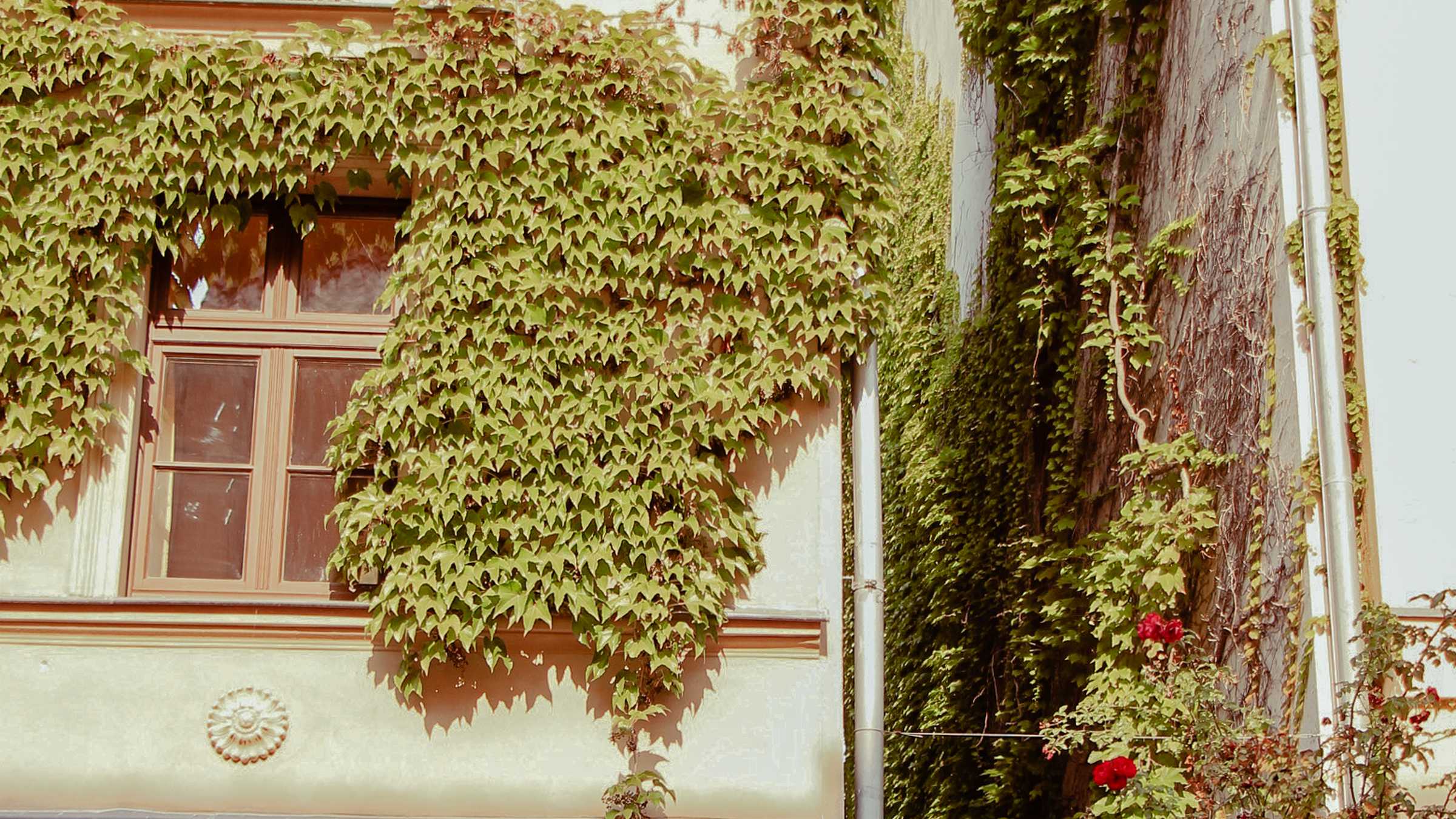 Ein von Efeu bewachsenes Wohnhaus Hauswand mit Efeu