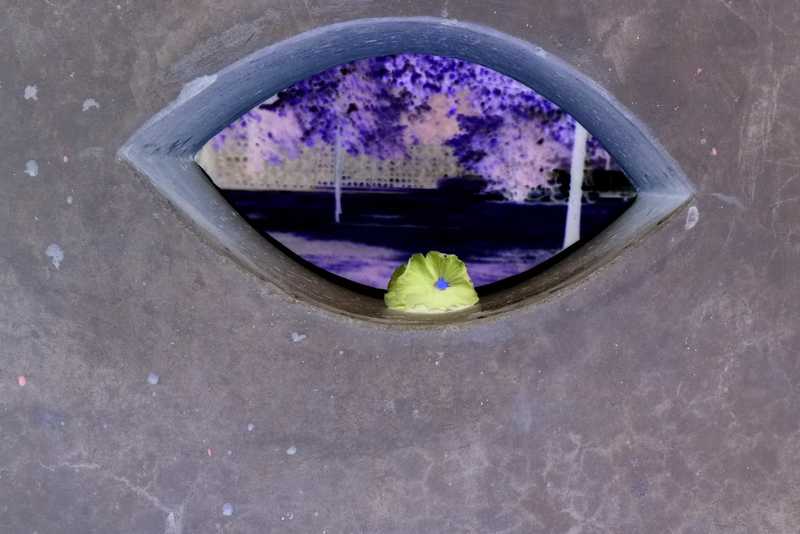 „Das blühende Auge“