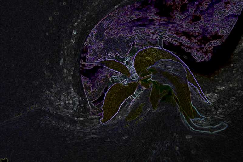 „Dschungel in Neustadt“