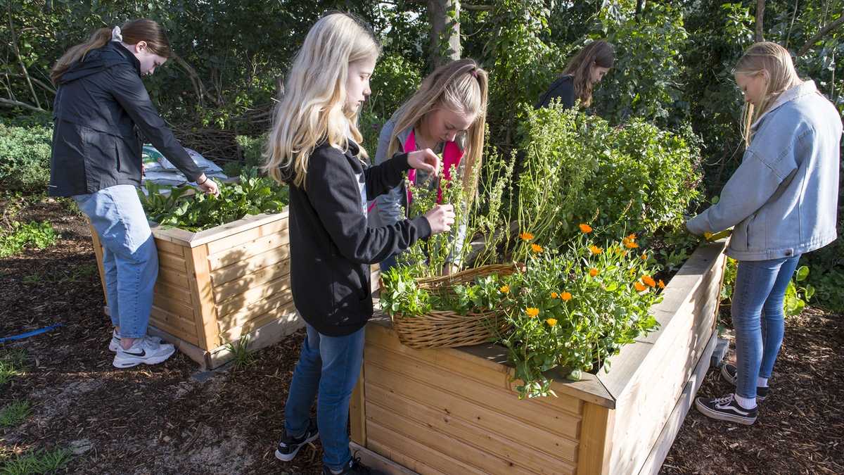 Kräutererente vier Kinder ernten Kräuter