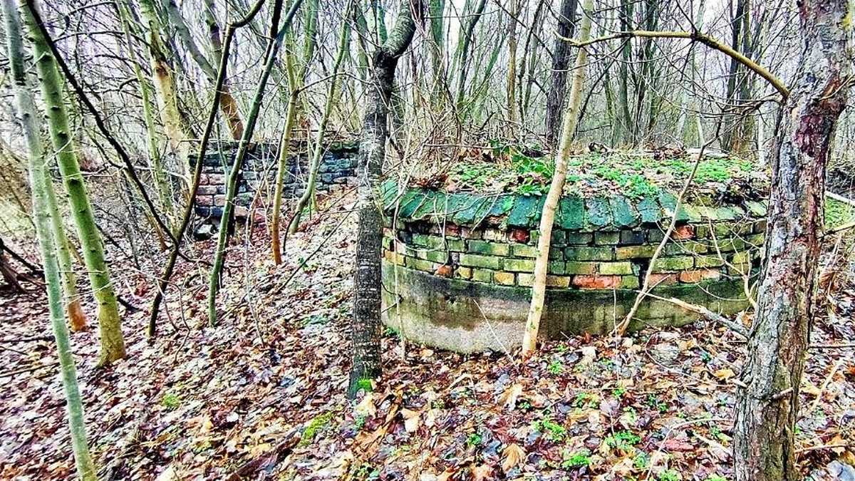 Wald mit Überresten der Thingstätte.