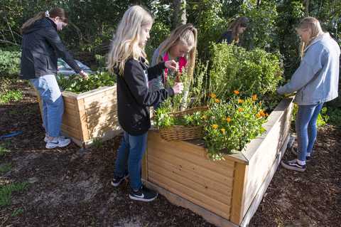 Kräutererente vier Kinder ernten Kräuter