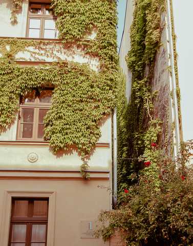 Ein von Efeu bewachsenes Wohnhaus Hauswand mit Efeu